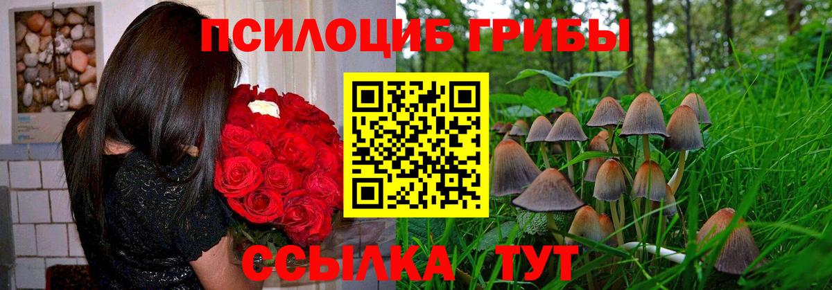 Псилоцибиновые грибы Cubensis Сертолово