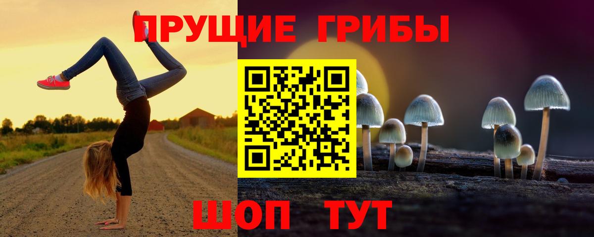Сертолово  Псилоцибиновые грибы Cubensis  Вход с VPN 